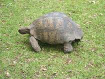 Die grossen Landschildkroeten in Suedafrika erreichen wie ihre Verwandten der Galapagos ein hohes Alter. Naturreservat Helderberg, Somerset West.