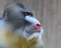 Mandrill - Zoo Berlin