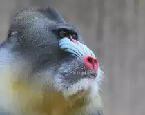 Mandrill - Zoo Berlin