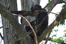 Westafrikanischer Schimpanse (Pan troglodytes verus) am 27.6.2010 im Leipziger Zoo. 