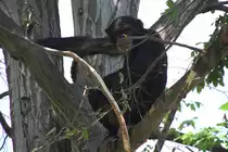 Westafrikanischer Schimpanse (Pan troglodytes verus) am 27.6.2010 im Leipziger Zoo. 