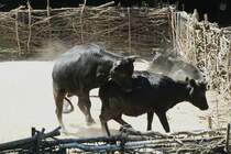 Dahomey-Zwergrinder in Action. 27.6.2010 im Leipziger Zoo.

