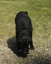 Hund  Balu  an den Buchenegger Wasserf�llen bei Oberstaufen(31.07.2012).