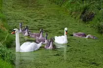 Einer tanzt immer aus der Reihe. Schwanenfamilie vom Ueckerm�nder Strandweg im August 2012.