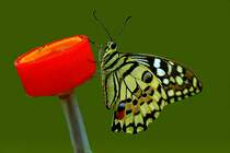 Butterfly
18.05.2012