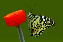 Butterfly
18.05.2012