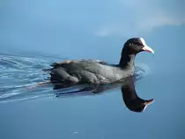Dieser Taucher bringt etwas Bewegung in die ausnehmend ruhige Wasseroberflaeche.
