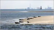 Seehunde auf einer Sandbank in der Au�enweser. Im Hintergrund der Leuchtturm Hohe Weg und hinter dem Horizont die Hafenanlagen von Wilhelmshaven. 14.06.2012