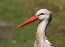 Weissstorch - Tierpark Berlin