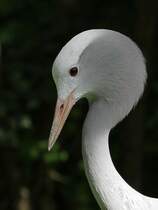 Paradieskranich - Tierpark Berlin