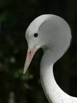 Paradieskranich - Tierpark Berlin