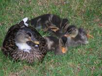 Die Eiderente fuehlt sich trotz des Besuchs einer Kamera mit ihren Kueken sicher.