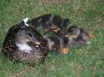 Die Eiderente fuehlt sich trotz des Besuchs einer Kamera mit ihren Kueken sicher.