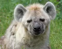 T�pfelhy�ne  - Tierpark Berlin