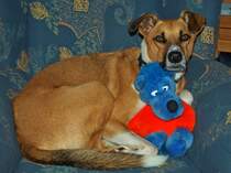Mein Hund Jannis liegt mit einem seiner Lieblings-Spielzeuge im Sessel und lt es sich gutgehen. Zur Orientierung, das schielende Tier mit dem roten Pullover ist nicht mein Hund, das ist Kpten Blaubr!