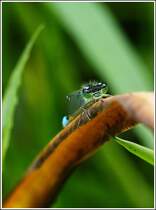 Ein Raubtier auf der Lauer. 07.08.2012 (Jeanny)