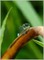 Ein Raubtier auf der Lauer. 07.08.2012 (Jeanny)