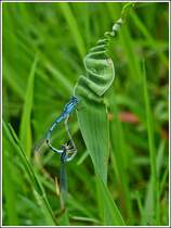 Paarungsrad eines Gemeinen Becherjungferprchens (Enallagma cyathigerum). 07.08.2012 (Hans) 