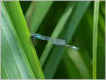 Gen�sslich wird der erlegte K�fer verspeist. 07.08.2012 (Jeanny)