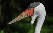 Klunkerkranich - Tierpark Berlin
