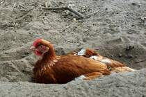 Ein Huhn nimmt ein Staubbad. Gesehen auf Bauer Riggerts Hof in Eimke, Niedersachsen, DE. Aufnahmedatum 2012-08-05