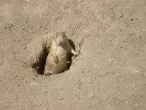  Pr�riehund - Tierpark Berlin