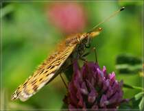Seitenansicht eines Scheckenfalters.
(09.08.2012) 