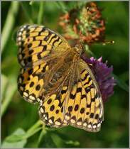 Ein Scheckenfalter in voller Schnheit.
(09.08.2012)