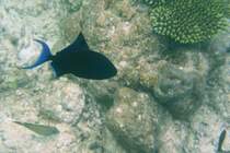 Ein Blauer Drckerfisch (Odonus niger) am Hausriff von Nalaguraidhoo/ Sun Island.Malediven, Ari-Atoll am 11.11.2007. 
