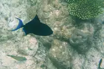 Ein Blauer Dr�ckerfisch (Odonus niger) am Hausriff von Nalaguraidhoo/ Sun Island.Malediven, Ari-Atoll am 11.11.2007. 
