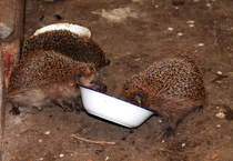 Noch die Schssel mit Katzenfutter auslecken, dann knnen wir wieder gehen, 09.08.2012 in Nassenheide.