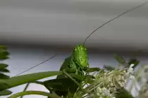 Gr�nes Heupferdchen mit winkender F�hlerstellung . - 11.08.2012
