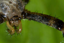 Mundwerkzeug einer Wespenspinne. - 12.08.2012

