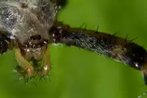 Mundwerkzeug einer Wespenspinne. - 12.08.2012
