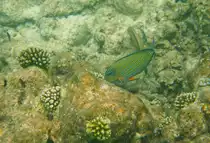 Ein Streifendoktorfisch (Acanthurus lineatus) in am Riff im s�dlichen Ari-Atoll, Malediven. 
