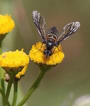 Habe mal mein Makro-Objektiv ausprobiert und einfach losfotografiert. Bruchte mal Eure Hilfe um einige Tierchen zu zuordnen.