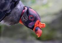 Knigsgeier - Zoo Berlin