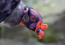 K�nigsgeier - Zoo Berlin