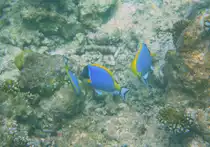 Eine Gruppe Wei�kehl-Doktorfische am Hausriff von Holliday Island.Malediven, Ari-Atoll am 12.11.2007.
