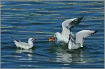 Ich geh dann Pause machen...W�hrend die eine M�we noch �berrascht schaute, schnappte die andere sich das Brotst�ck und verschwand.
(10.08.2012)