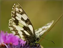 Ein Schachbrettschmetterling 
(14.08.2012)