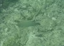 Ein weiblicher Langnasen-Papageifisch(Hipposcarus harid) und eine Gefleckte Wurmseegurke, im Riff am Ari-Atoll, Malediven.
