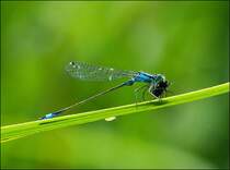 Groe Pechlibelle (Ischnura elegans) beim Frhstck. 16.08.2012 (Jeanny)
