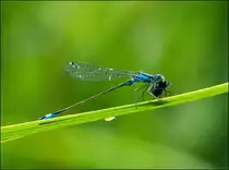 Gro�e Pechlibelle (Ischnura elegans) beim Fr�hst�ck. 16.08.2012 (Jeanny)