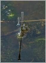 Blaue Federlibellen (Platycnemis pennipes) bei der Eiablage. 09.08.2012 (Jeanny)