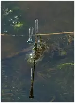 Blaue Federlibellen (Platycnemis pennipes) bei der Eiablage. 09.08.2012 (Jeanny)