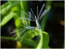 Fl�gel. 09.08.2012 (Jeanny)