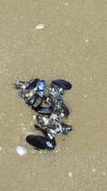 Angeschwemmte Miesmuscheln am Strand von Riccione.(8.6.2012)
