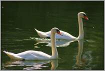 Ein Schwanenpaar machte am 20.08.2012 einen Tagesausflug auf dem Neckar bei Heilbronn.