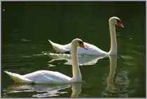 Ein Schwanenpaar machte am 20.08.2012 einen Tagesausflug auf dem Neckar bei Heilbronn.